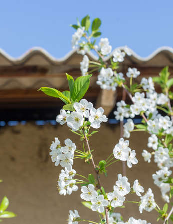 Beautifully blooming cherry trees, background with blooming flowers on a spring day.の写真素材