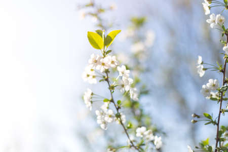 Beautifully blooming cherry trees, background with blooming flowers on a spring day.