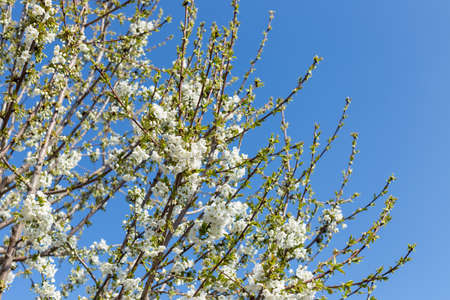 Beautifully blooming cherry trees, background with blooming flowers on a spring day.の写真素材