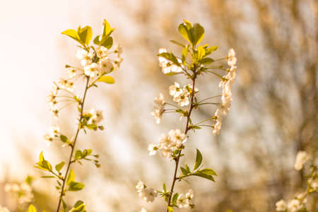 Beautifully blooming cherry trees, background with blooming flowers on a spring day.の写真素材