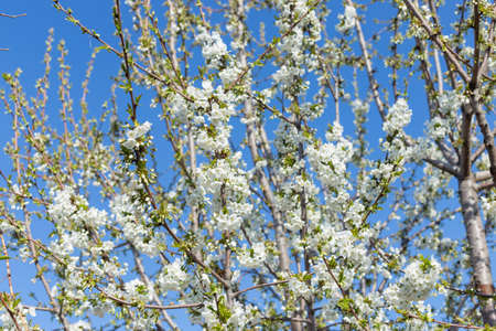 Beautifully blooming cherry trees, background with blooming flowers on a spring day.の写真素材