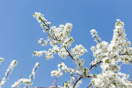 white flower tree on sky backgroundの写真素材