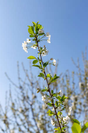 Beautifully blooming cherry trees, background with blooming flowers on a spring day.の写真素材