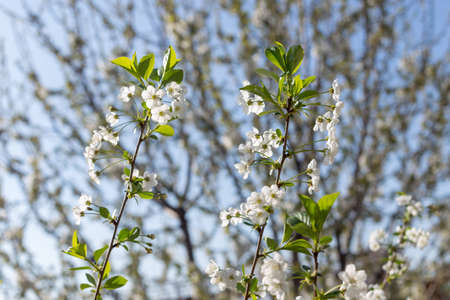 Beautifully blooming cherry trees, background with blooming flowers on a spring day.の写真素材