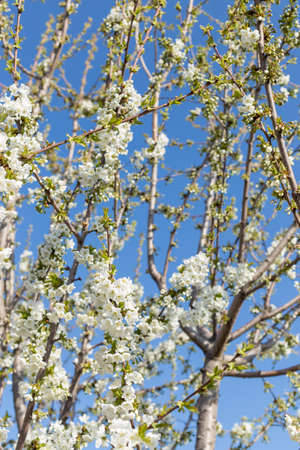 Beautifully blooming cherry trees, background with blooming flowers on a spring day.の写真素材