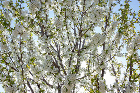 Beautifully blooming cherry trees, background with blooming flowers on a spring day.の写真素材