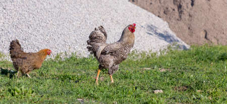 rooster and chicken went on a date in the yard on the green grassの写真素材