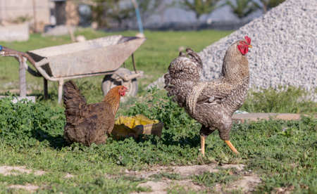 rooster and chicken went on a date in the yard on the green grassの写真素材