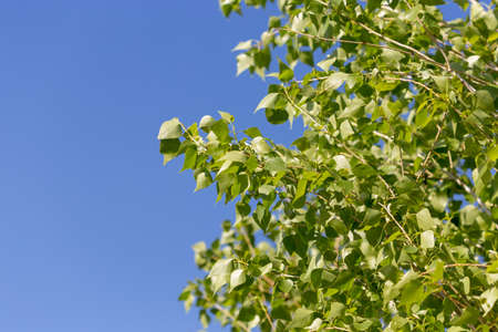 poplar tree leaves on sky backgroundの写真素材