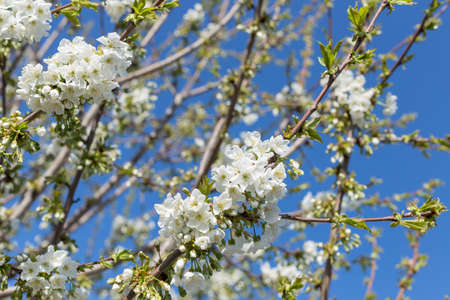 Beautifully blooming cherry trees, background with blooming flowers on a spring day.の写真素材