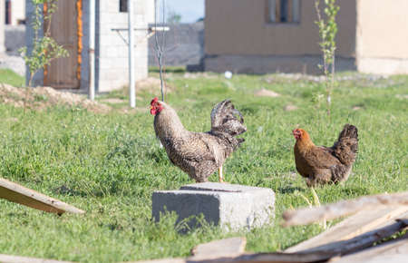 rooster and chicken went on a date in the yard on the green grassの写真素材