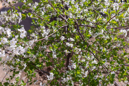 Beautifully blooming cherry trees, background with blooming flowers on a spring day.の写真素材