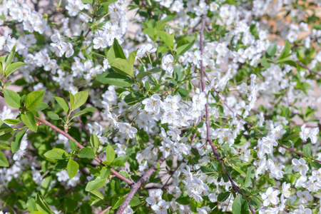 Beautifully blooming cherry trees, background with blooming flowers on a spring day.の写真素材