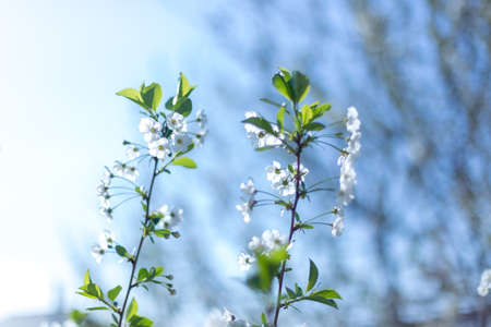 Beautifully blooming cherry trees, background with blooming flowers on a spring day.の写真素材