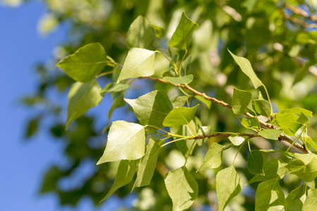 poplar tree leaves on sky backgroundの写真素材