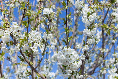 Beautifully blooming cherry trees, background with blooming flowers on a spring day.の写真素材