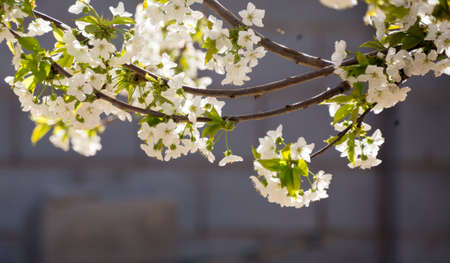 Beautifully blooming cherry trees, background with blooming flowers on a spring day.の写真素材