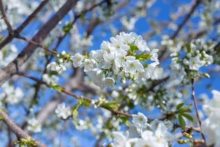 Beautifully blooming cherry trees, background with blooming flowers on a spring day.の写真素材
