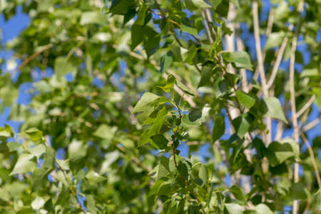 poplar tree leaves on sky backgroundの写真素材