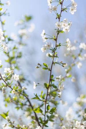 Beautifully blooming cherry trees, background with blooming flowers on a spring day.の写真素材