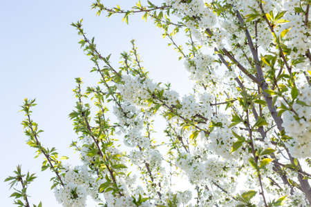 Beautifully blooming cherry trees, background with blooming flowers on a spring day.の写真素材