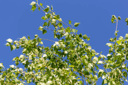 poplar tree leaves on sky backgroundの写真素材