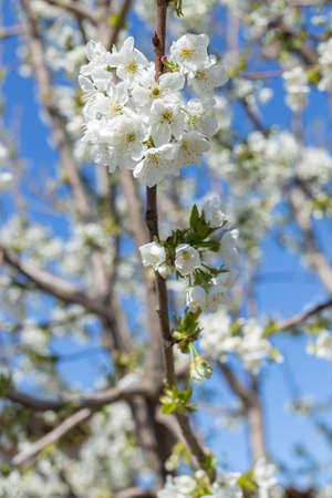 Beautifully blooming cherry trees, background with blooming flowers on a spring day.の写真素材