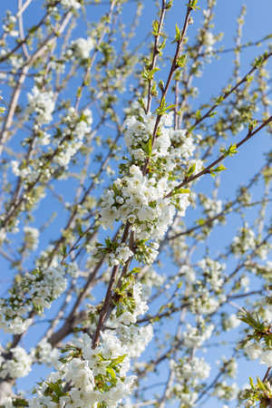 Beautifully blooming cherry trees, background with blooming flowers on a spring day.の写真素材