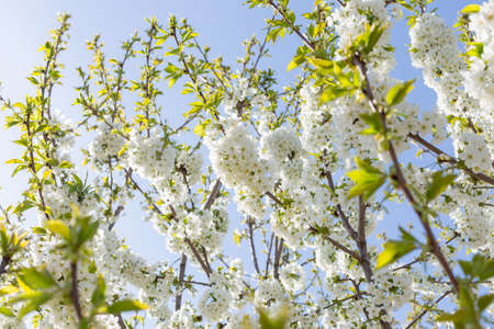 Beautifully blooming cherry trees, background with blooming flowers on a spring day.の写真素材