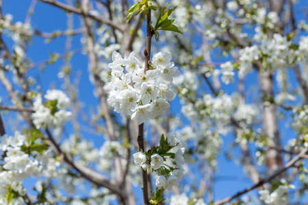 Beautifully blooming cherry trees, background with blooming flowers on a spring day.
