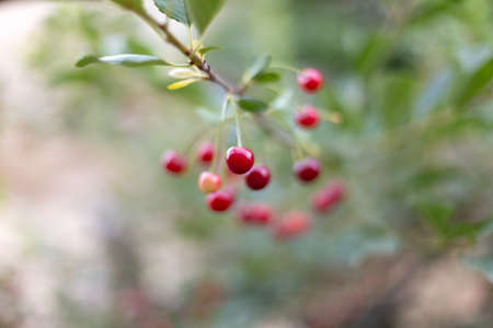 Eastern dates. Dates top view.の写真素材