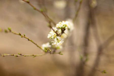 Beautiful floral spring nature background