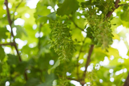 green background, grape leaf with young grapes on a sunny dayの写真素材