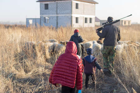 Flock of sheep on pasture in autumnの写真素材
