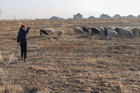 Flock of sheep on pasture in autumnの写真素材