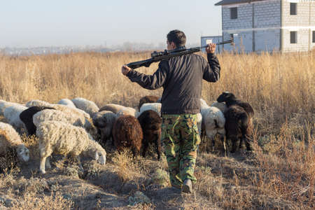 Flock of sheep on pasture in autumnのeditorial素材