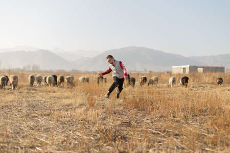 Flock of sheep on pasture in autumnのeditorial素材