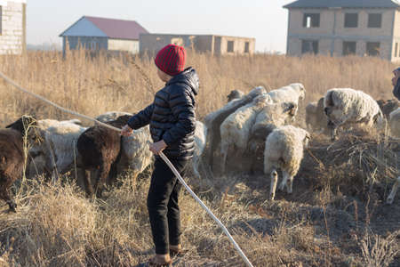 Flock of sheep on pasture in autumnのeditorial素材