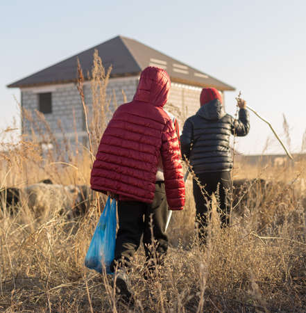 Flock of sheep on pasture in autumnのeditorial素材