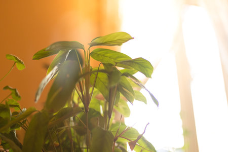 snow on trees in winterの写真素材
