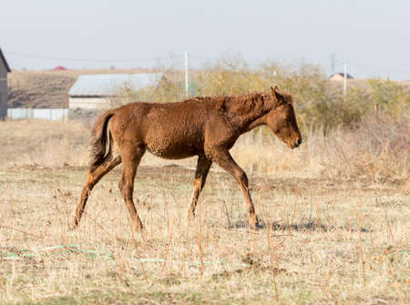 horse in the pastureの写真素材