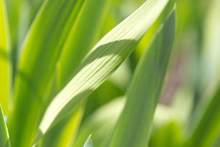 The green leaf is show in texture and pattern of lineの写真素材