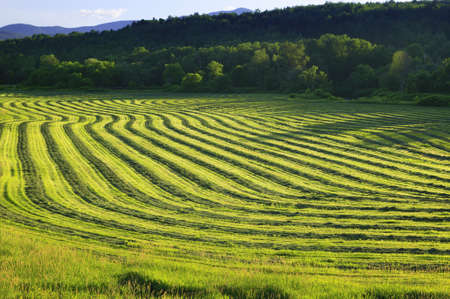 Rows of harvested crop on farmland in Stowe Vermont, USAの写真素材