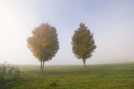 Two maple trees in the autumn mist, Stowe, Vermont, USA