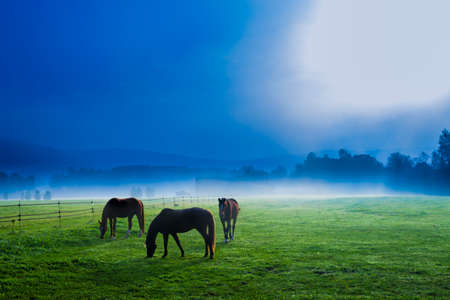 Horses in an eerie early morning foggy field, Stowe, Vermont, USA