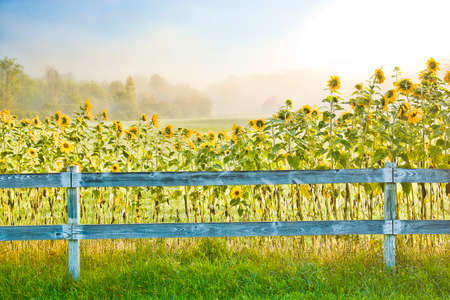 Digitally enhanced image of sunflowers on a foggy early morning in Stowe Vermont, USAの写真素材