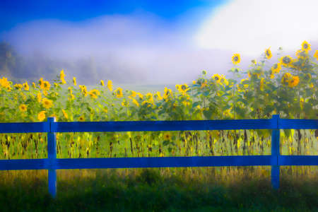 Digitally enhanced image of sunflowers on a foggy early morning in Stowe Vermont, USAの写真素材