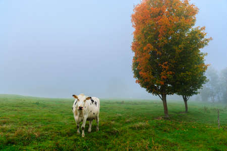 Closeup of a cow looking at the camera, on a foggy morning in Stowe, Vermont, USAの写真素材