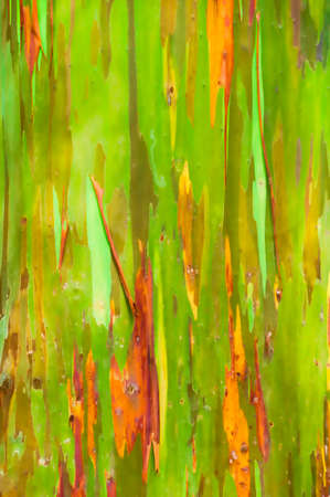 Rainbow Eucalyptus Tree bark on the Road to Hana, Maui, Hawaii, USAの写真素材