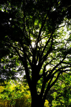 Upwards view of large tree canopy on the Road to Hana, Maui, Hawaii, USAの写真素材